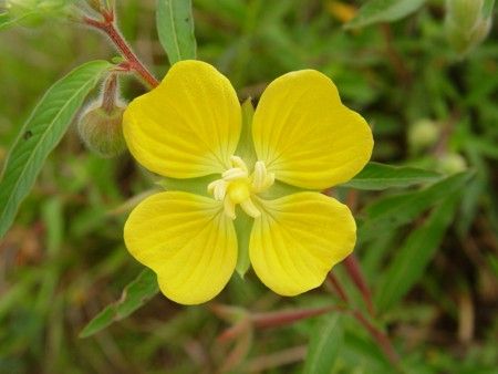 Flor Matp Grosso do Sul