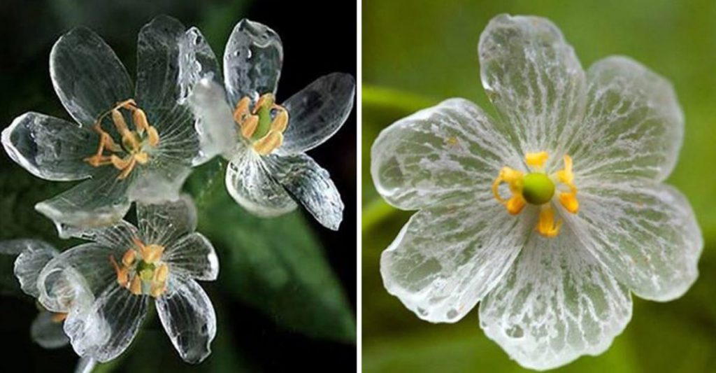 Flor Transparente 