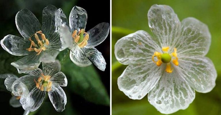 Flor Transparente