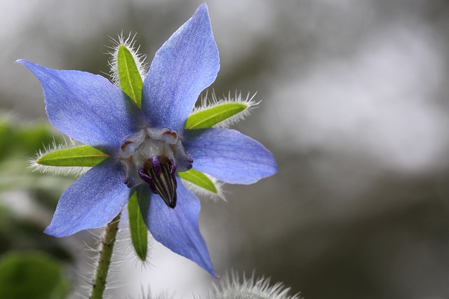 Flor de Borragem