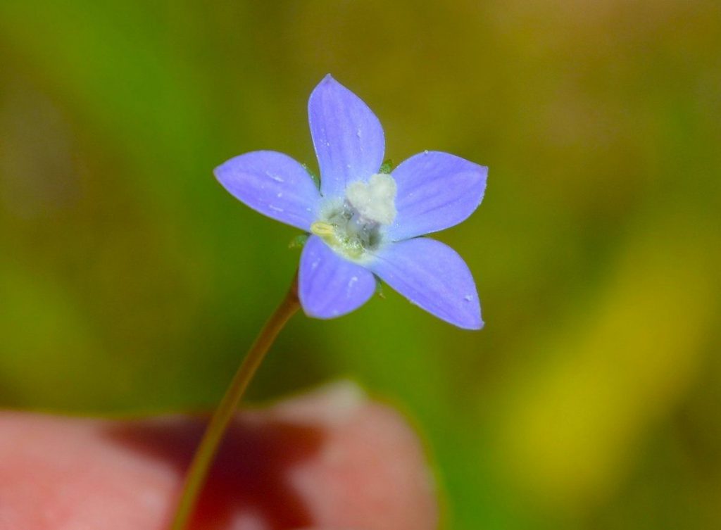 Flor do Sino Azul