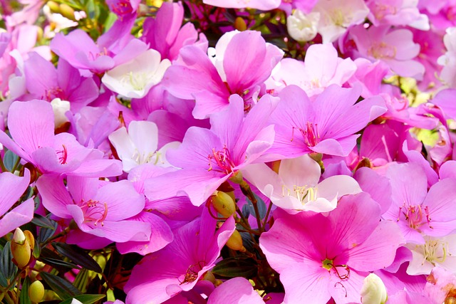Flores Manacá da Serra Vista de Perto