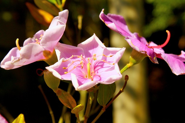 Flores Manacá da Serra