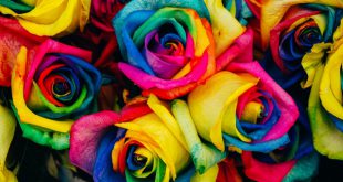 Flores Multicoloridas