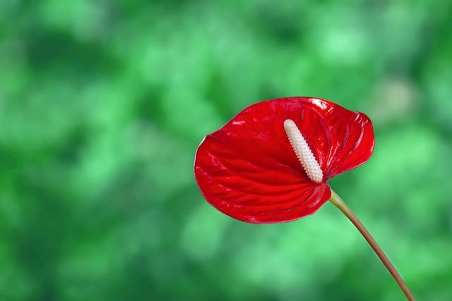 Foco na Flor Antúrio