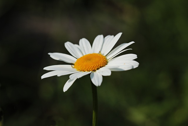 Foto de Margarida com Fundo Escuro 