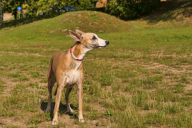 Galgo inglês no Gramado