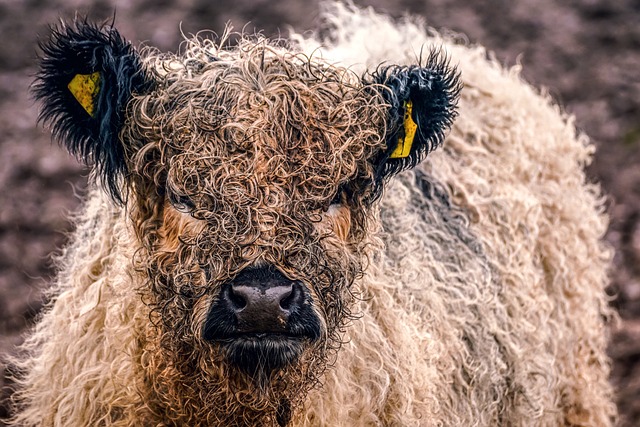 Galloway Raça Bovina