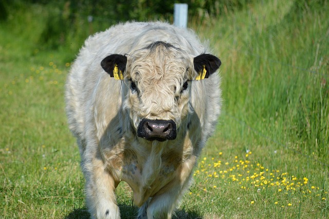 Galloway na Natureza