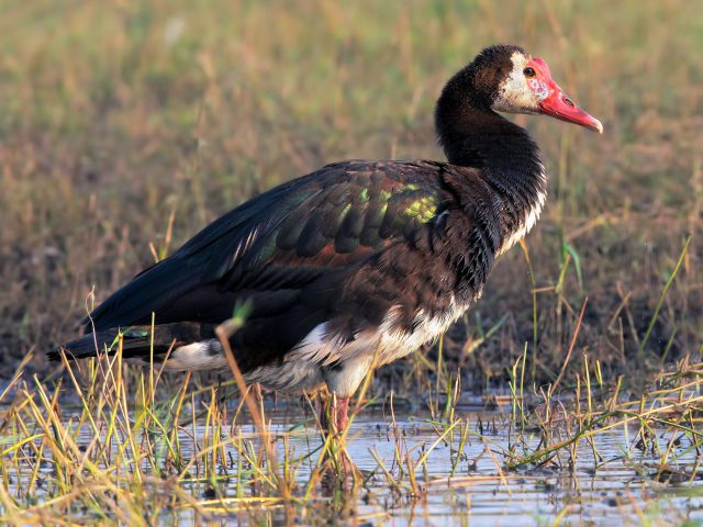 Ganso-da-Gâmbia na Natureza