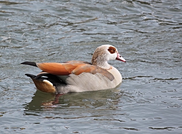 Ganso do Egito no Lago