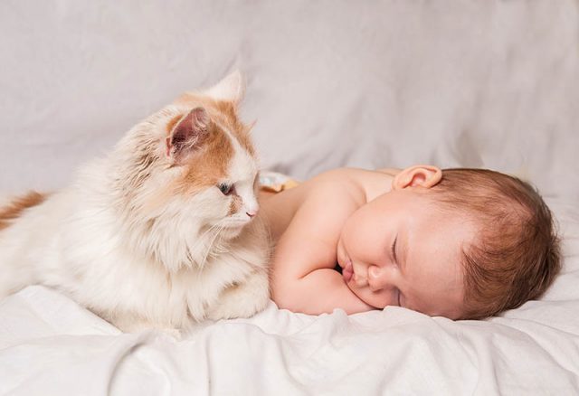 Gato Observando Bebê Dormir