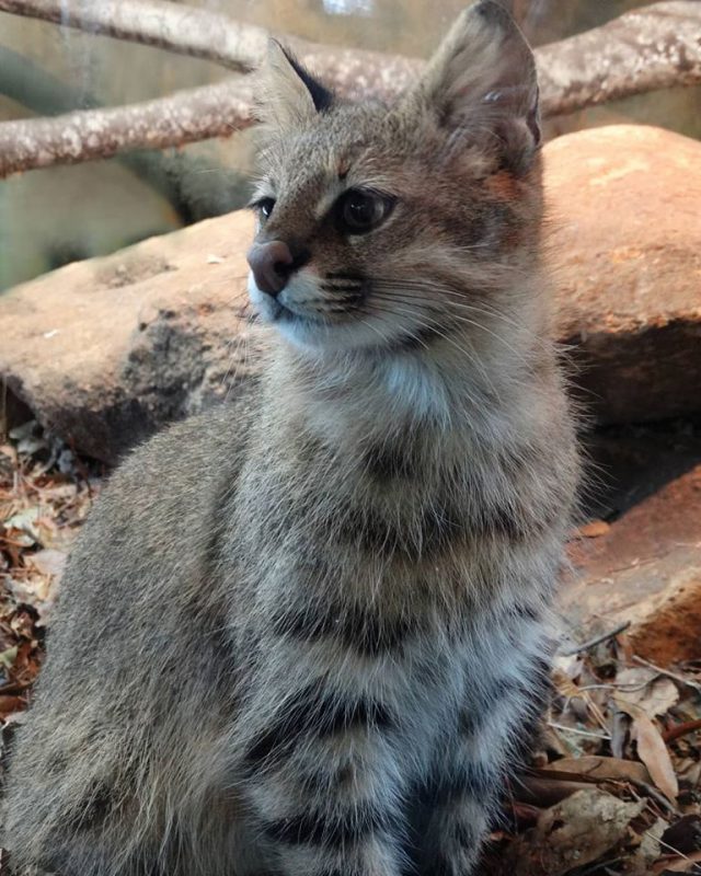 Gato del pajar de cerca