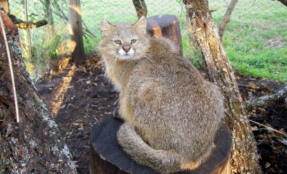 Gato Palheiro em Cativeiro