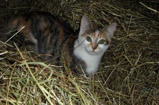 Gato-Palheiro na Natureza