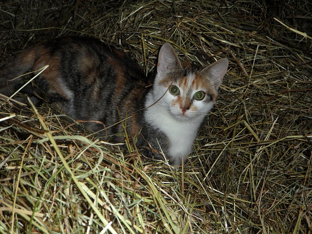 Gato-Palheiro na Natureza