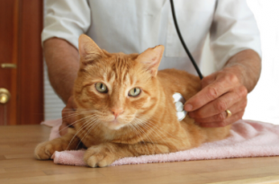 Gato Sendo Examinado pelo Veterinário