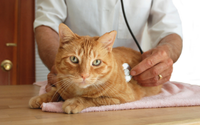 Gato Sendo Examinado pelo Veterinário