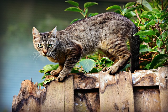 Gato Sob Portão de Madeira