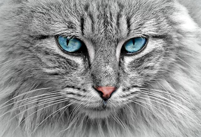Gato com Olho Azul