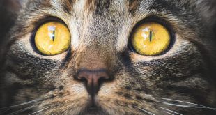 Gato com Olhos Amarelos