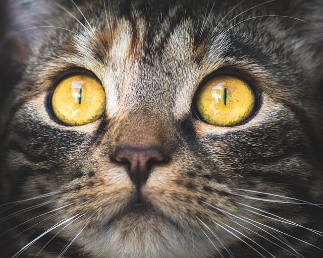 Viagens e Gatos Estressados: Como Lidar