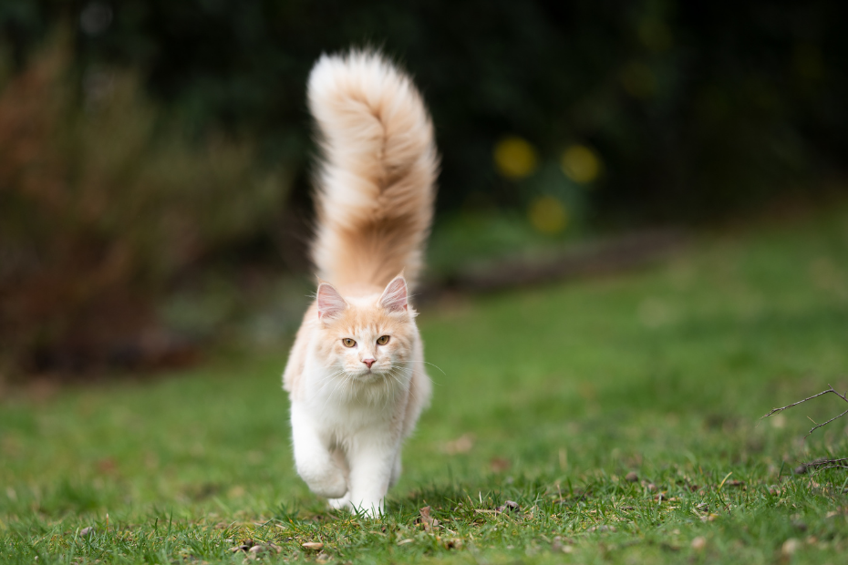 Gato con cola peluda