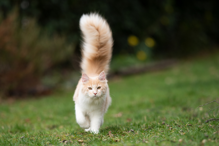 Gato com Rabo Peludo