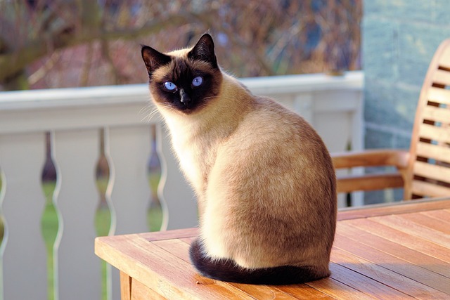 Gato em Cima da Mesa 