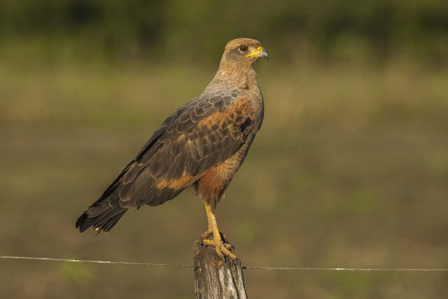 Gavião Caboclo na Natureza