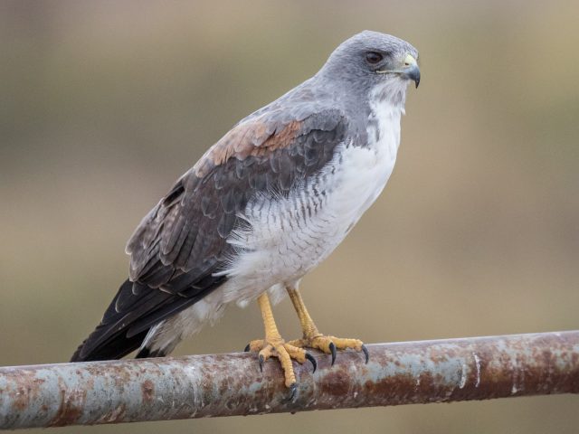 Gavião-de-Rabo-Branco na Natureza