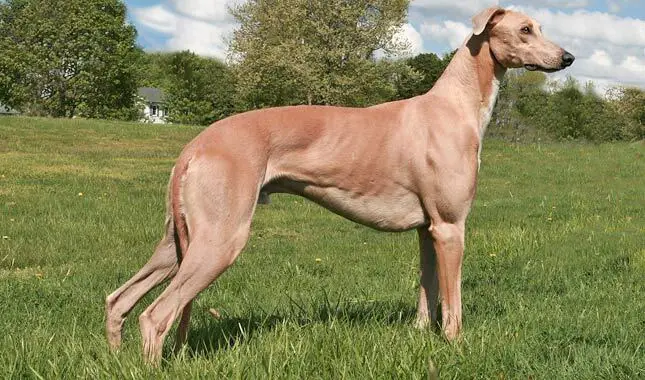 Greyhound no Gramado