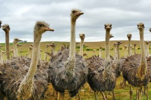 Grupo de Avestruz na Natureza