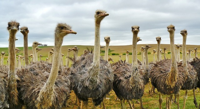 Grupo de Avestruz na Natureza 