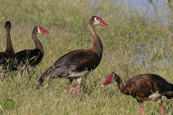 Grupo de Ganso de Gâmbia