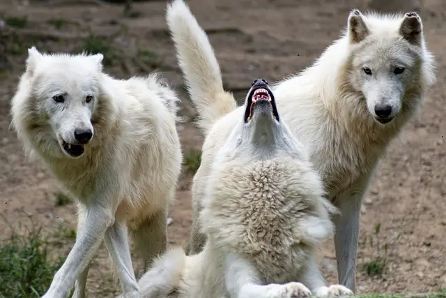 Grupo de Lobos na Natureza