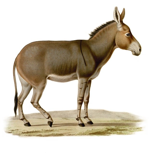 Ilustración de mula