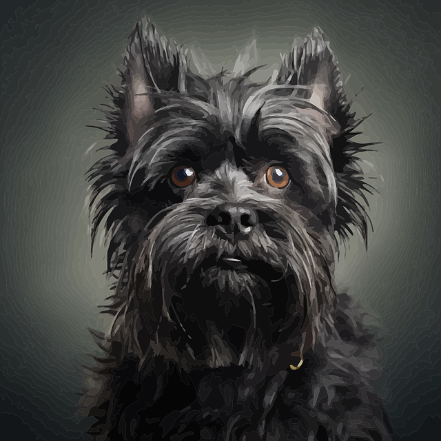 Ilustração do Affenpinscher