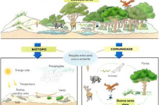 Importância dos Seres Vivos no Ecossistema