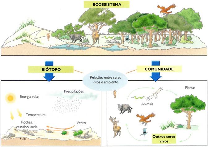 Importância dos Seres Vivos no Ecossistema