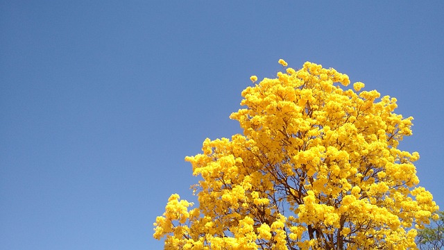 Ipê Amarelo e Céu Azul de Fundo