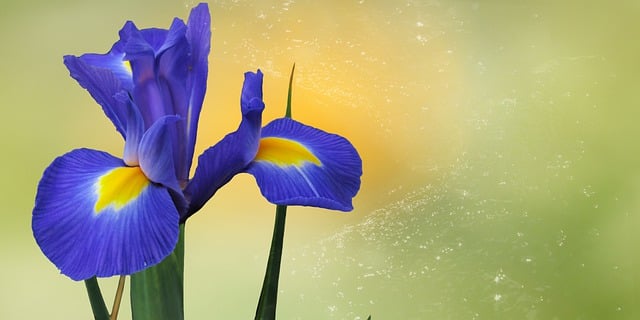 iris holandés