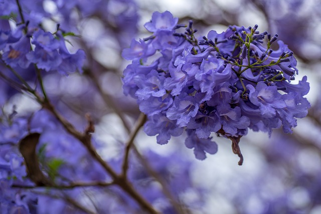 Jacarandá: Da Tradição à Terapia Moderna