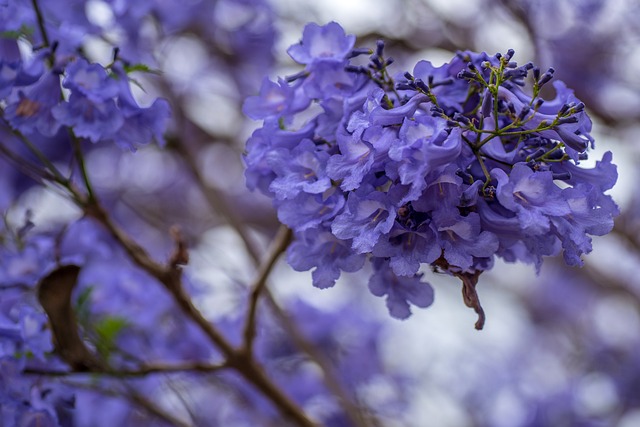 Jacarandá Azul