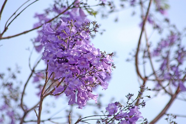 Jacarandá Lilás