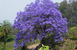 Jacarandá-Mimoso na Natureza