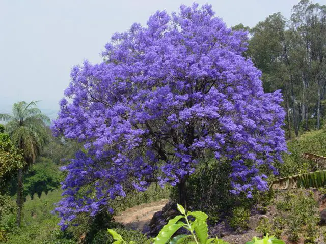 Jacarandá-Mimoso na Natureza