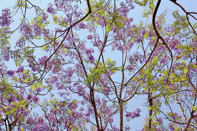 Jacarandá Rosa 