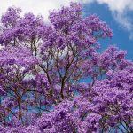 Jacarandá de Flor Lilás