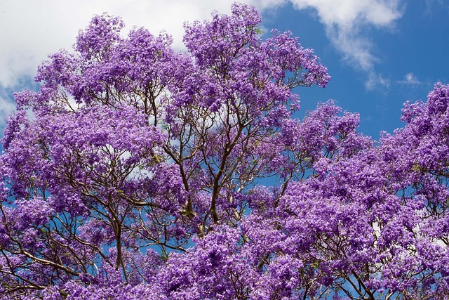 Jacarandá de Flor Lilás 